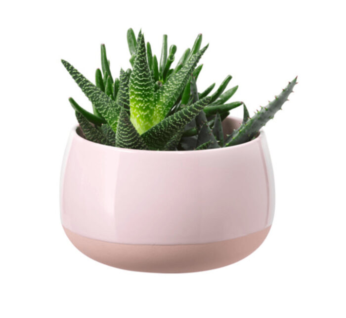 Succulent Plant with Pot in Pink